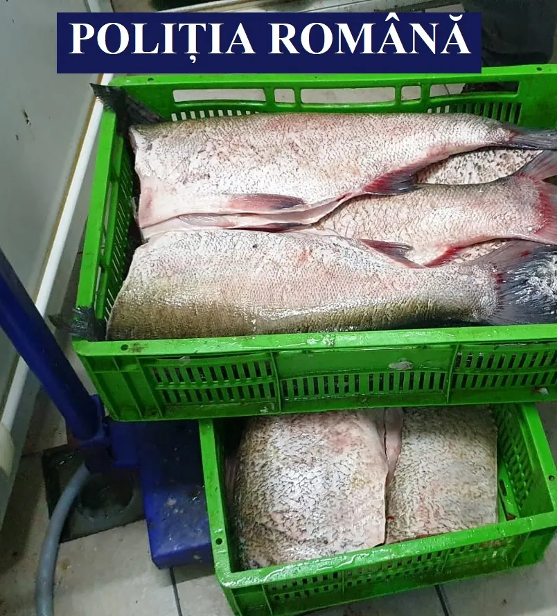Percheziții domiciliare. Peste 260 de kg de pește fără acte de proveniență, confiscate de polițiști – foto 2