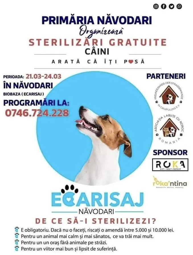 Năvodari: A început o nouă campanie gratuită de sterilizare a câinilor – foto 2