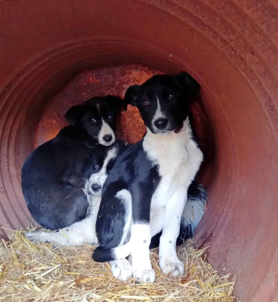 160 de câini așteaptă o familie, la un adăpost din Constanța – foto 2
