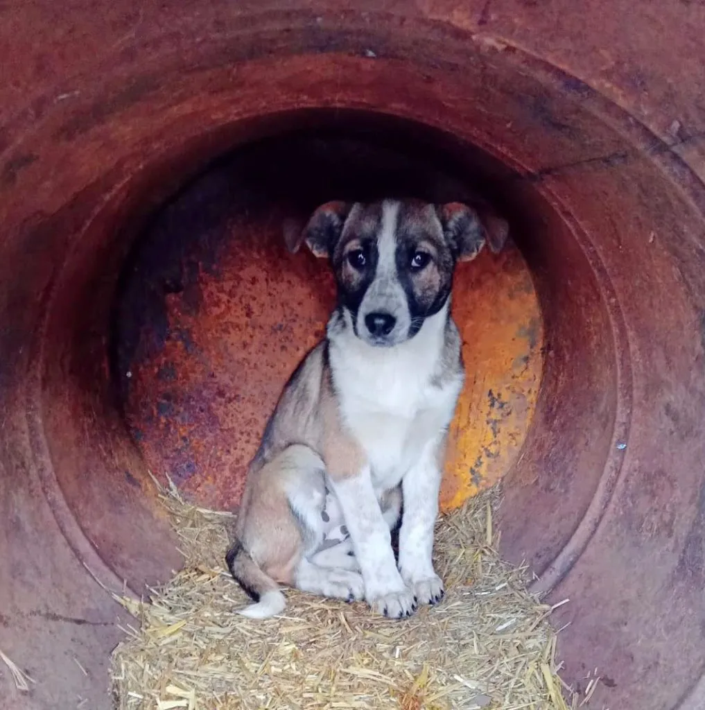 160 de câini așteaptă o familie, la un adăpost din Constanța – foto 3