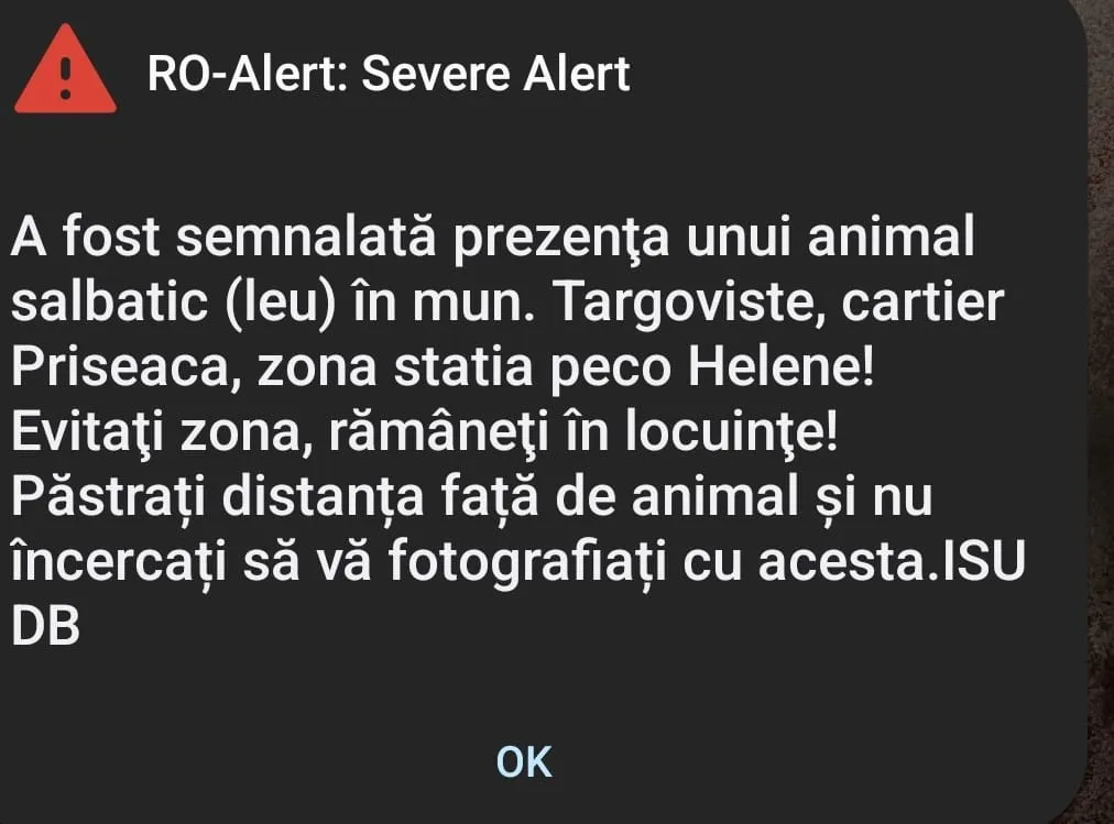 Alertă neobișnuită: Un leu se plimbă liber pe străzile din Târgoviște – foto 2