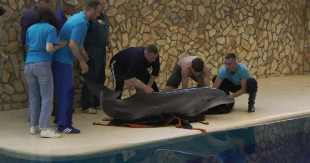 Au ajuns! Delfinariul de la Constanța, noul cămin al delfinilor și leilor de mare din Harkov – foto 6