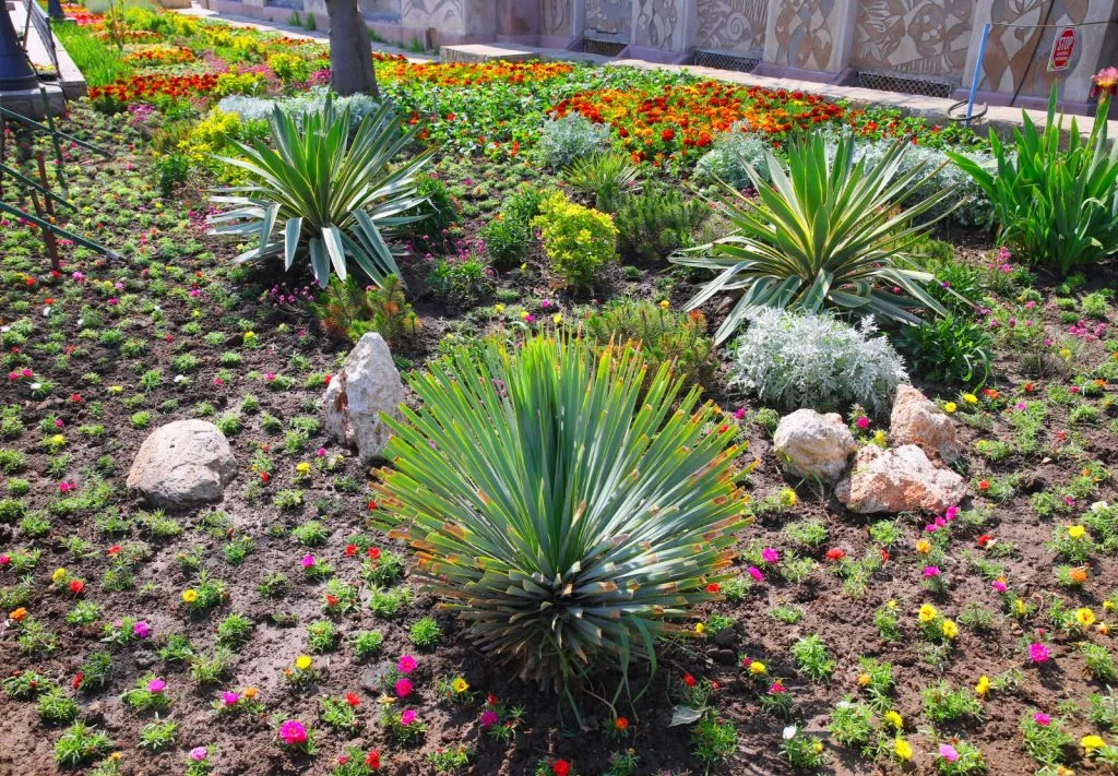 Constanța înflorește… la propriu! Peste 30.000 de flori vor fi plantate în mai multe zone din oraș – foto 2