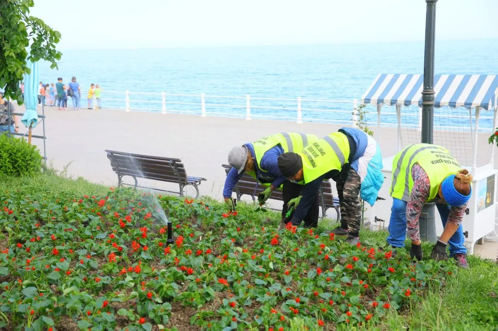 Constanța înflorește… la propriu! Peste 30.000 de flori vor fi plantate în mai multe zone din oraș – foto 3