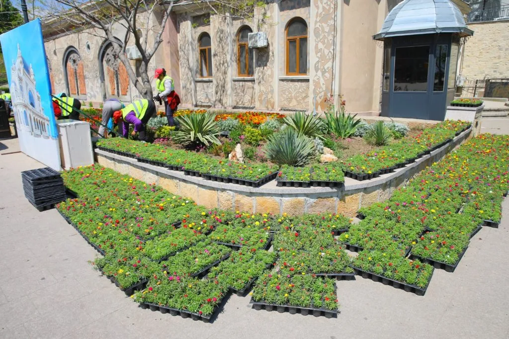 Constanța înflorește… la propriu! Peste 30.000 de flori vor fi plantate în mai multe zone din oraș – foto 5