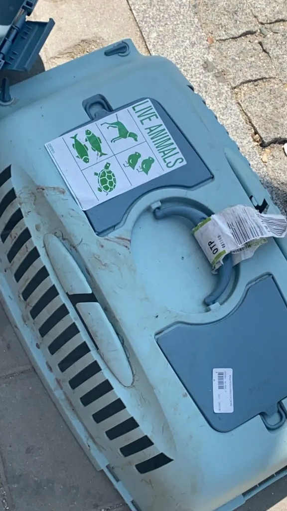 Lăsați în mașină, în plină caniculă! Un câine a murit în chinuri! – foto 3