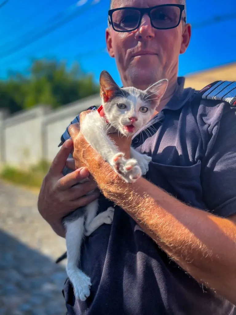 Misiune specială a pompierilor tulceni: Au salvat o pisicuță dintr-o clădire părăsită – foto 3