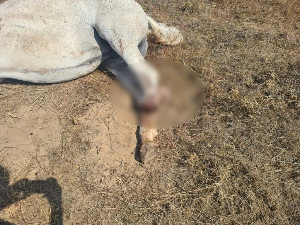 UPDATE: INUMAN! Cal rănit într-un accident rutier și abandonat. Este încă viu, după 24 de ore de chin – foto 2
