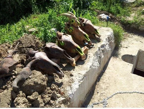 De la cai și capete de porc la frigidere și covoare. Ce mai aruncă românii în canalizare?  – foto 2
