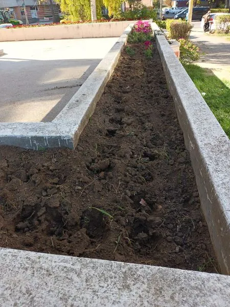 Ziua… cârtiței. După hortensii, au dispărut și crizantemele – foto 2