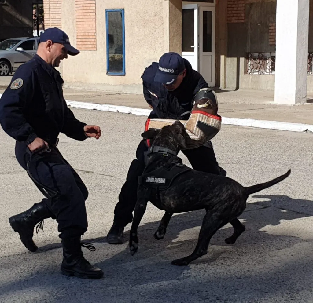 Ofițeri străini, în vizită de studiu la Inspectoratul de Jandarmi Tulcea – foto 4