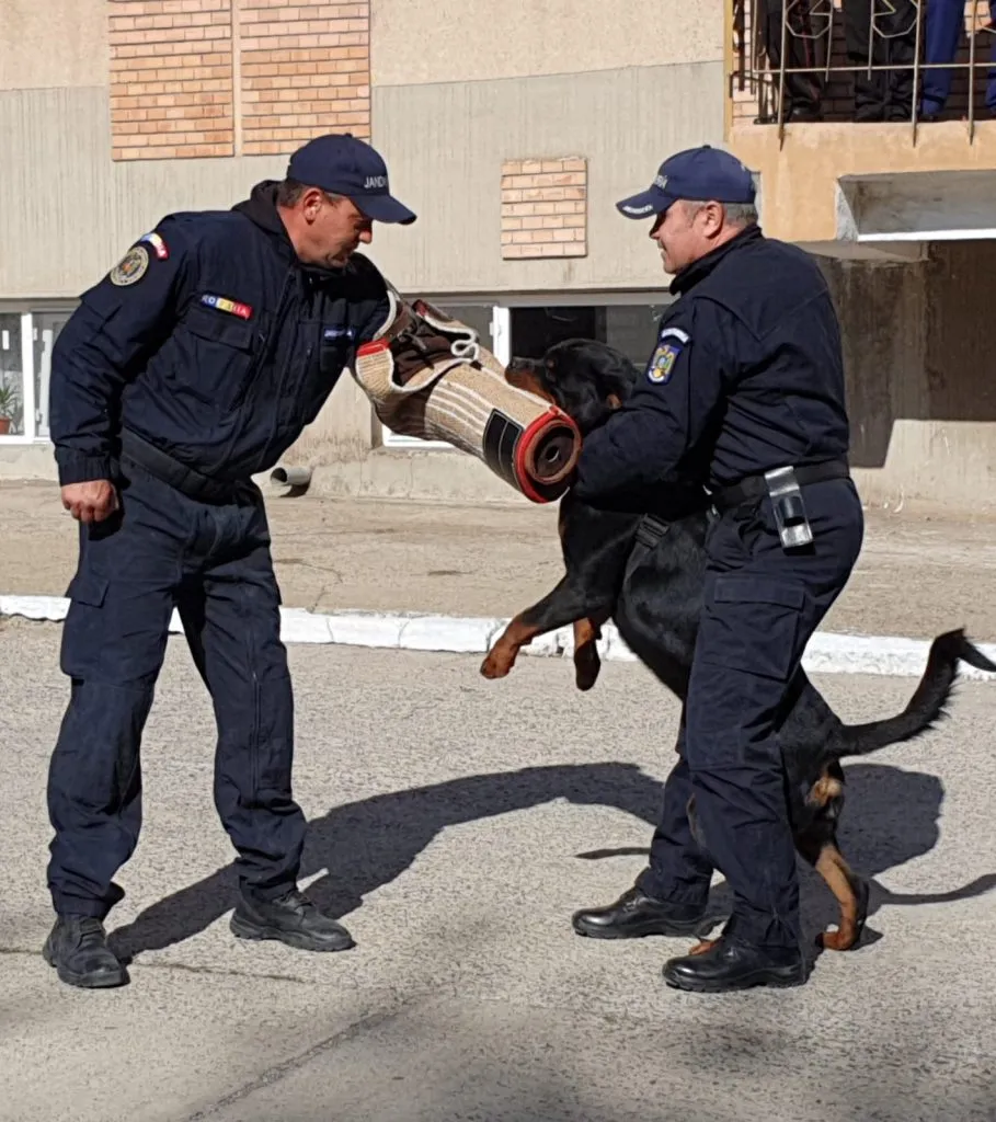 Ofițeri străini, în vizită de studiu la Inspectoratul de Jandarmi Tulcea – foto 5