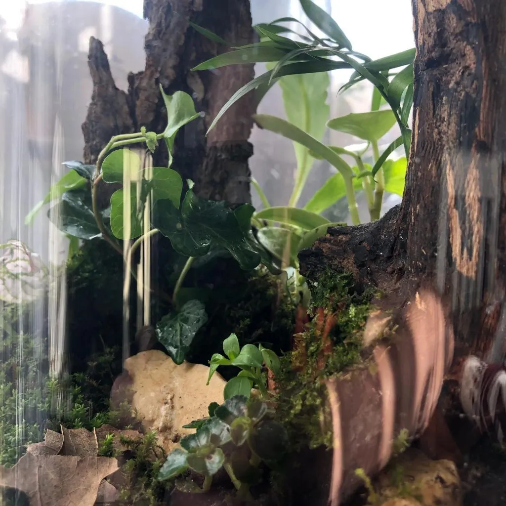 Deco Verde Viu – Artă și natură la tine acasă – foto 11