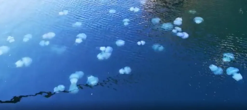 Ziua Mondială a Meduzelor. Viețuitoarele marine „nu au creier, dar se descurcă” – foto 3