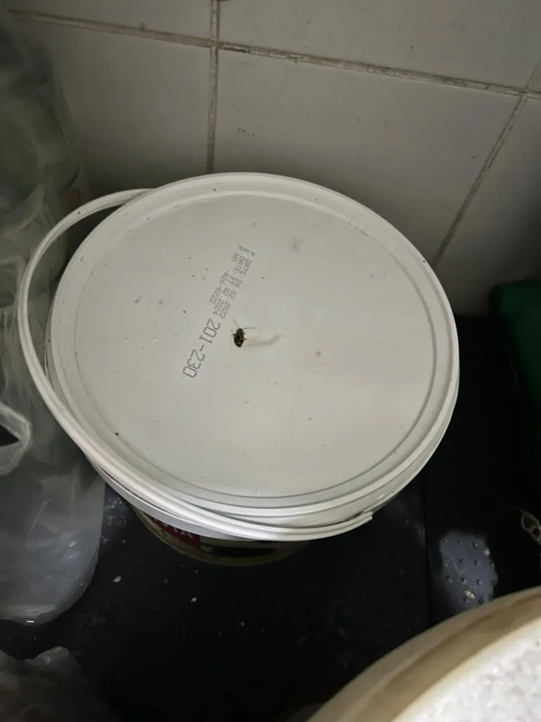 Restaurant din Constanța, închis de ANPC: gândaci, rugină, ambalaje refolosite și infiltrații în tavan (FOTO/VIDEO) – foto 2