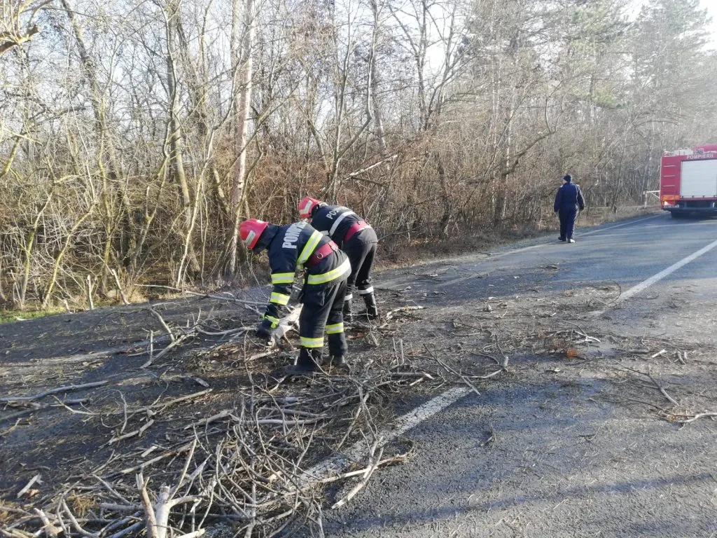 Vântul face ravagii. Un copac a căzut și a blocat drumul european E87 – foto 2