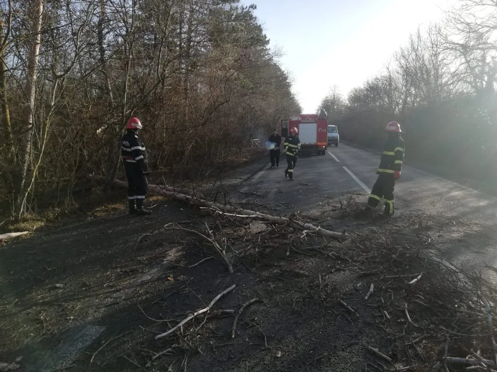 Vântul face ravagii. Un copac a căzut și a blocat drumul european E87 – foto 3