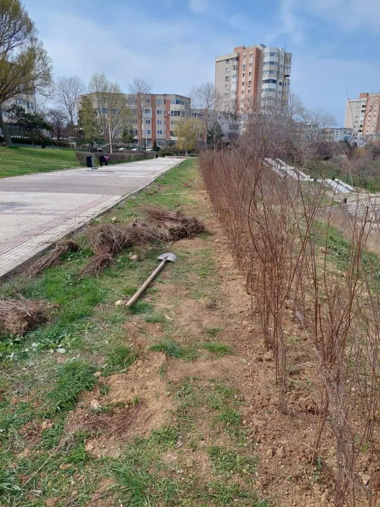 „Galeriile” Constanța – pe o parte se sapă, pe alta se plantează  – foto 4