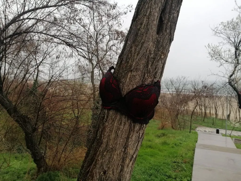 Copacul cu sutien. „L-au îmbrăcat așa, ca să nu-l taie muncitorii!” – foto 2