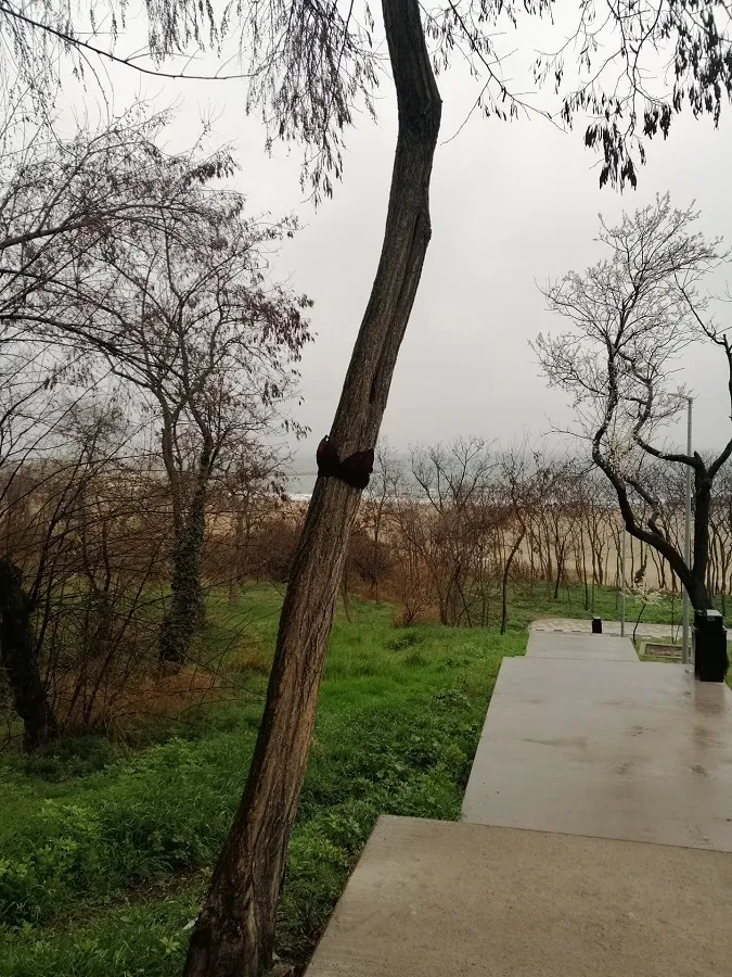 Copacul cu sutien. „L-au îmbrăcat așa, ca să nu-l taie muncitorii!” – foto 4