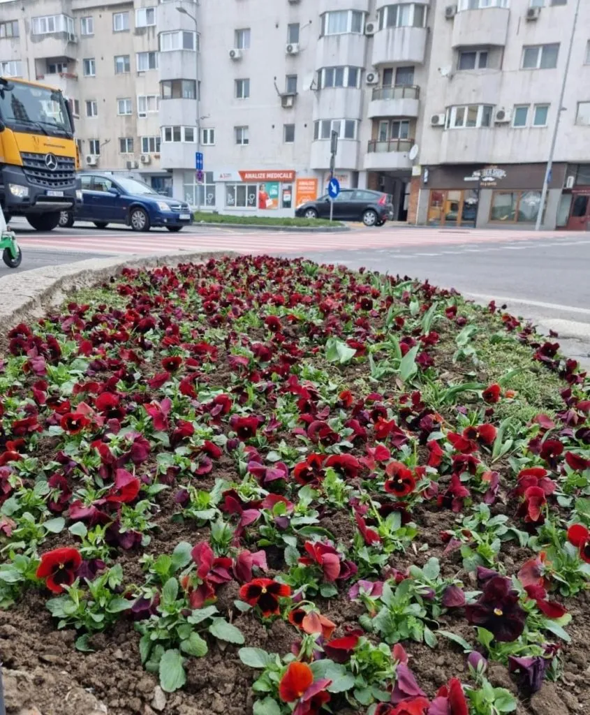 „Galeriile” Constanța – pe o parte se sapă, pe alta se plantează  – foto 3