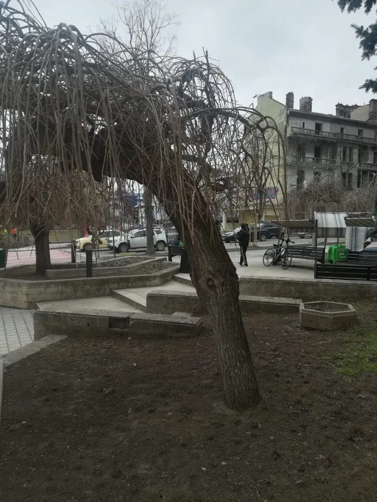 Vai, mulțumim! Ne consolați cu panseluțe, ca să uităm de copacii tăiați! – foto 2