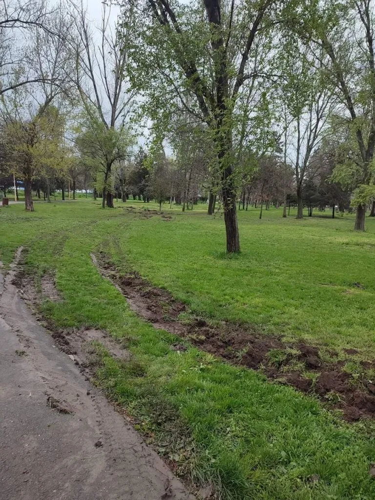 Vai, mulțumim! Ne consolați cu panseluțe, ca să uităm de copacii tăiați! – foto 8
