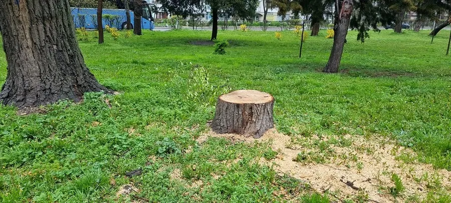 Vai, mulțumim! Ne consolați cu panseluțe, ca să uităm de copacii tăiați! – foto 7