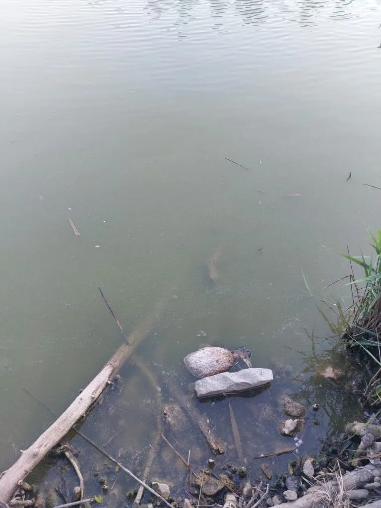 Lacul Tăbăcărie, între peisaj lacustru de vis și focar de infecție – foto 8