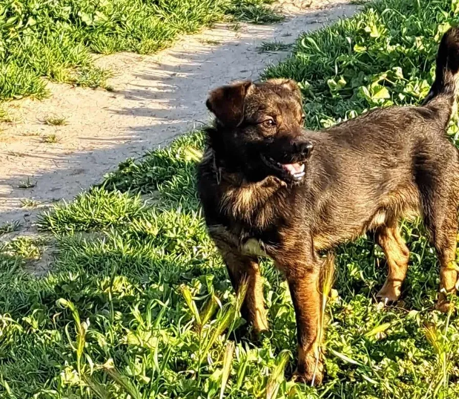 Câini aruncați cu sacul! Autorul a fost găsit, dar nu și bietele animale (FOTO/VIDEO) – foto 6