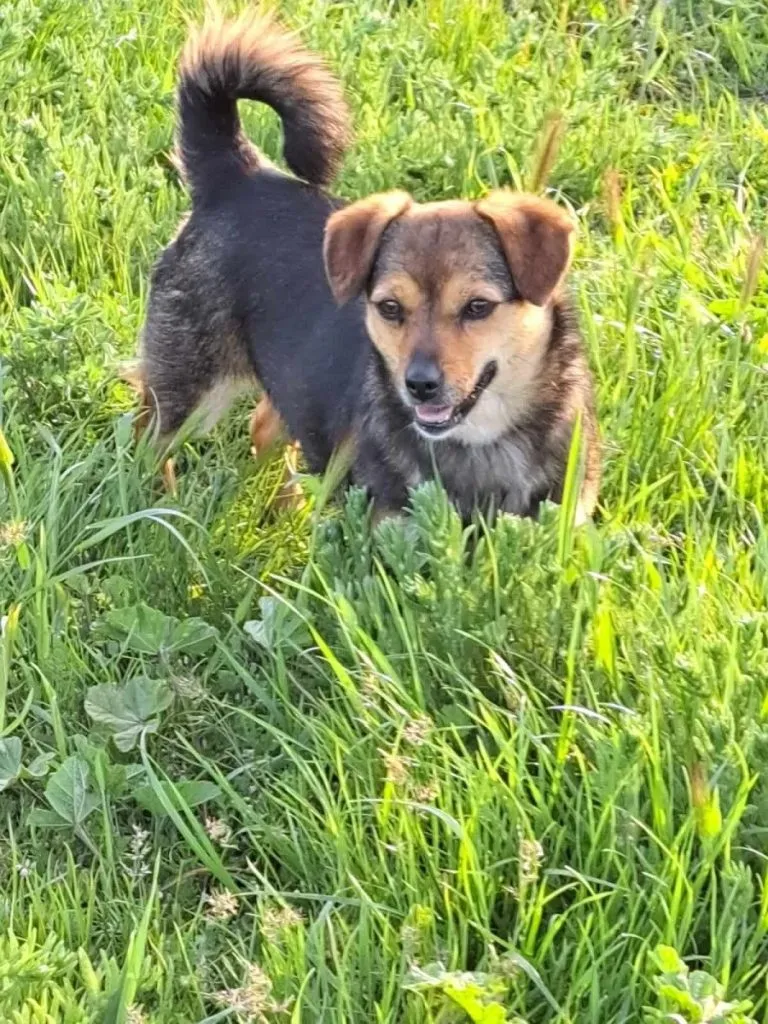 Câini aruncați cu sacul! Autorul a fost găsit, dar nu și bietele animale (FOTO/VIDEO) – foto 4