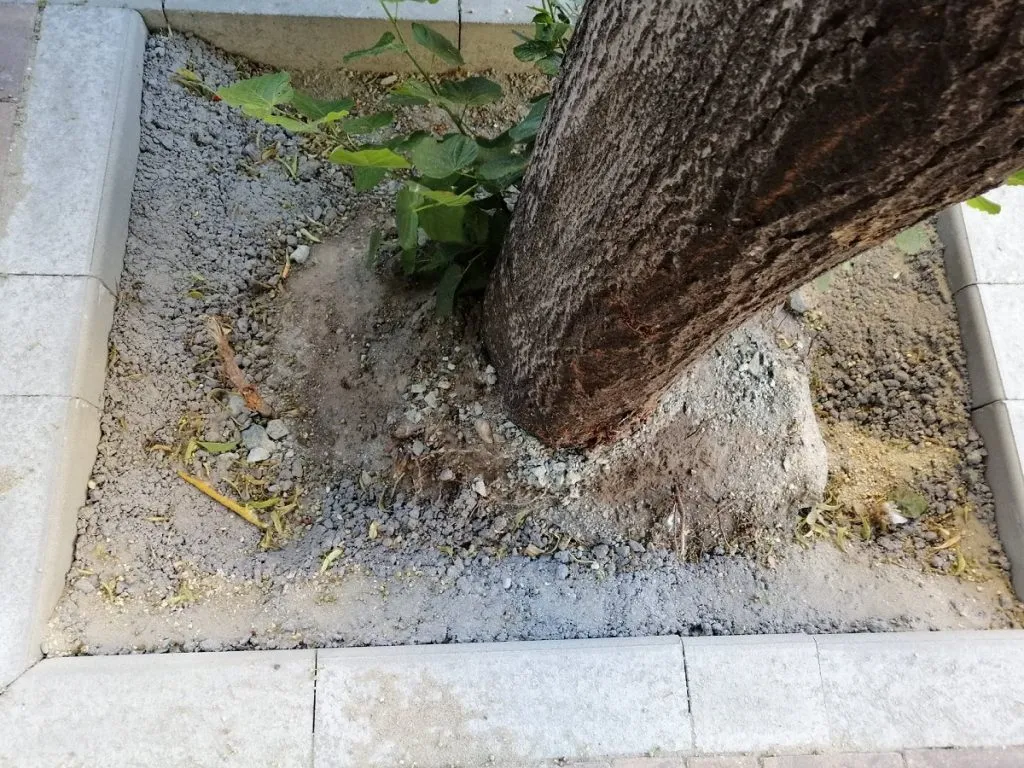 Abia și-au revenit copacii, iar Dorel le toarnă ciment la rădăcină! – foto 3