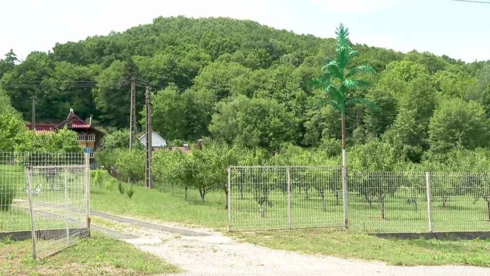 Ieri în Mamaia, azi în Oltenia! Palmieri cum n-a văzut nici Mazăre! – foto 4