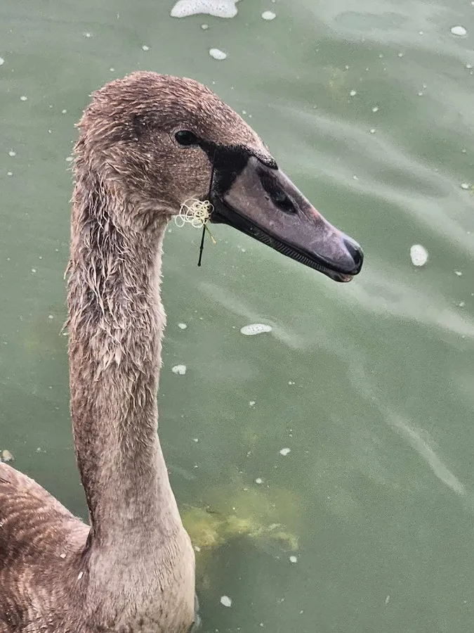 Miracol pe Lacul Lebedelor. Iată cum a fost salvat acest pui chinuit! (VIDEO) – foto 2