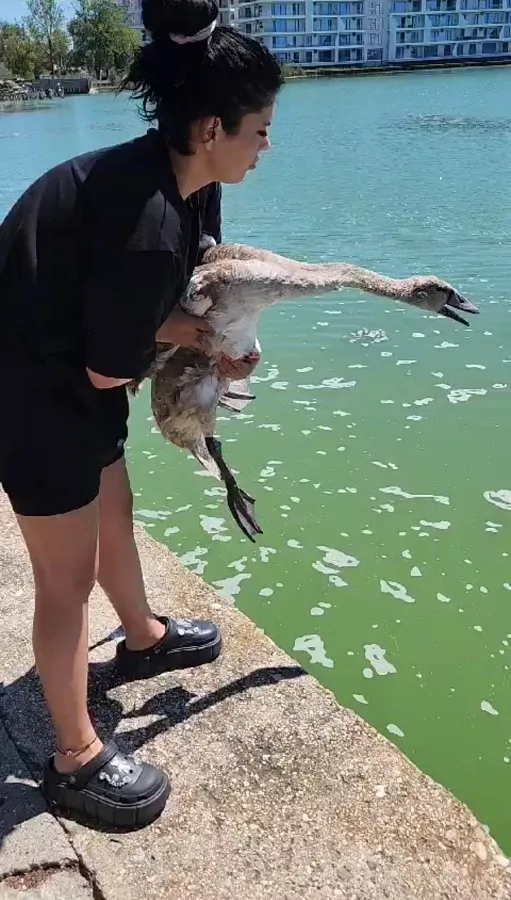 Miracol pe Lacul Lebedelor. Iată cum a fost salvat acest pui chinuit! (VIDEO) – foto 5