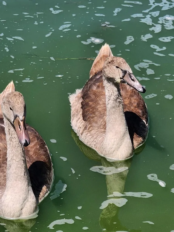 Miracol pe Lacul Lebedelor. Iată cum a fost salvat acest pui chinuit! (VIDEO) – foto 3