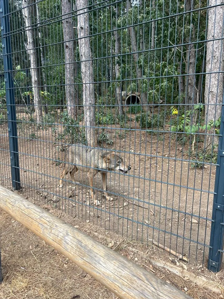 Când pădurea e parc-bijuterie, nu coș de gunoi sau pârloagă. Parcul Ayazmoto, Stara Zagora (FOTO)  – foto 13