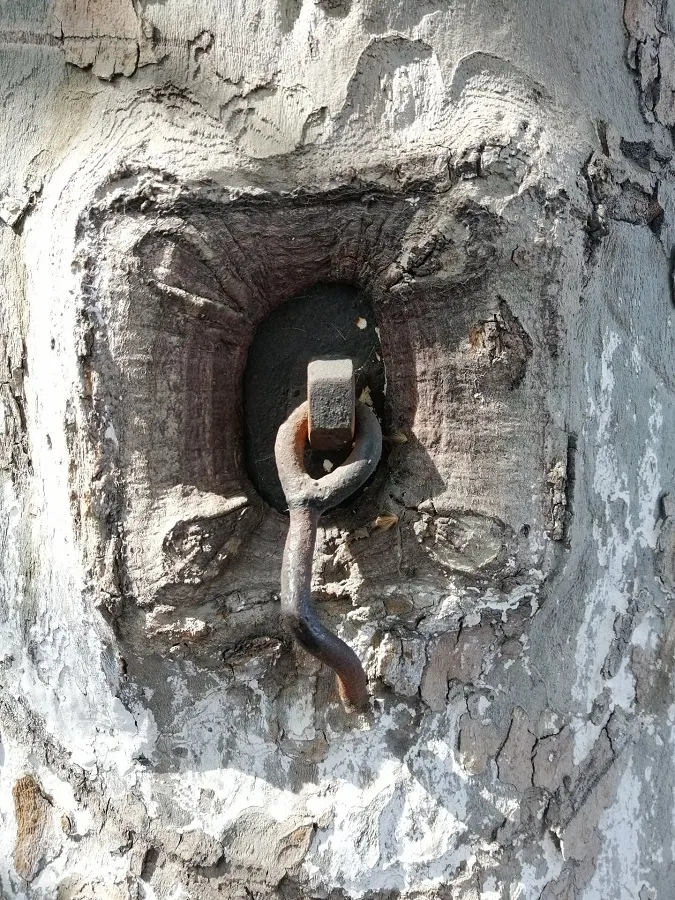 Mutilarea arborilor, fenomen în județul Constanța – foto 2
