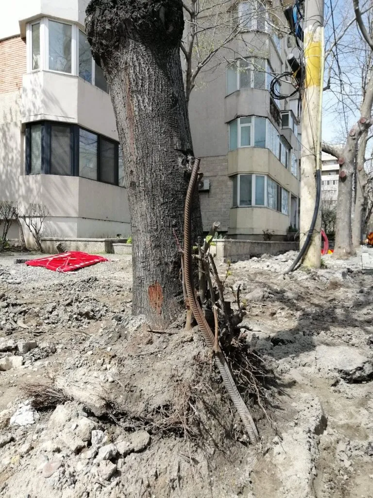 Muncitorii „măcelari“ de copaci atacă și pisicile, mai nou! – foto 2