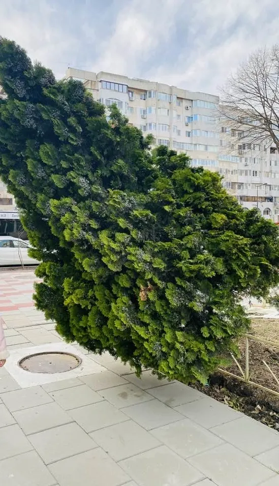Constănțenii, către primărie: „Salvați ce se mai poate!” – foto 5