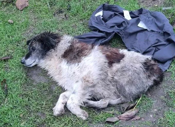 Dascăl din Costinești, cercetat pentru fapte grave. Detalii din anchetă – foto 3