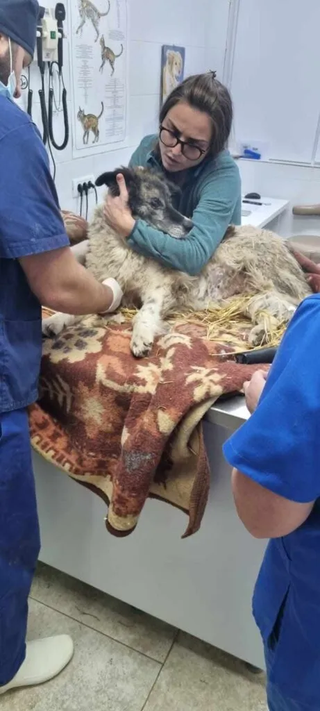 Dascăl din Costinești, cercetat pentru fapte grave. Detalii din anchetă – foto 4
