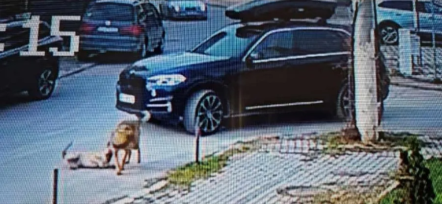 Șoferii care accelerează frica din inimile oamenilor! Lovesc și fug! – foto 4