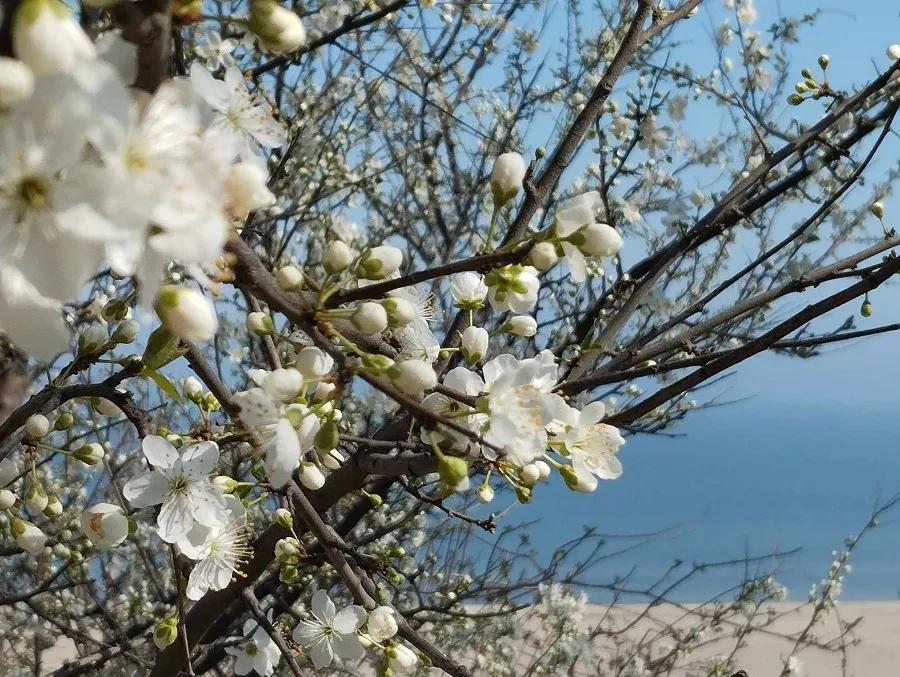 Momentul în care Constanța redevine frumoasă – foto 3