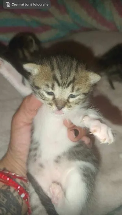 A reînceput sezonul puilor. Iată cum îi putem ajuta – foto 4