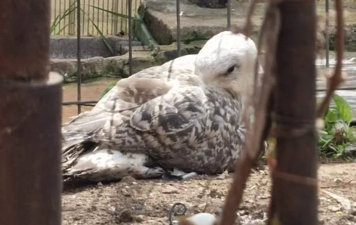 A reînceput sezonul puilor. Iată cum îi putem ajuta – foto 6