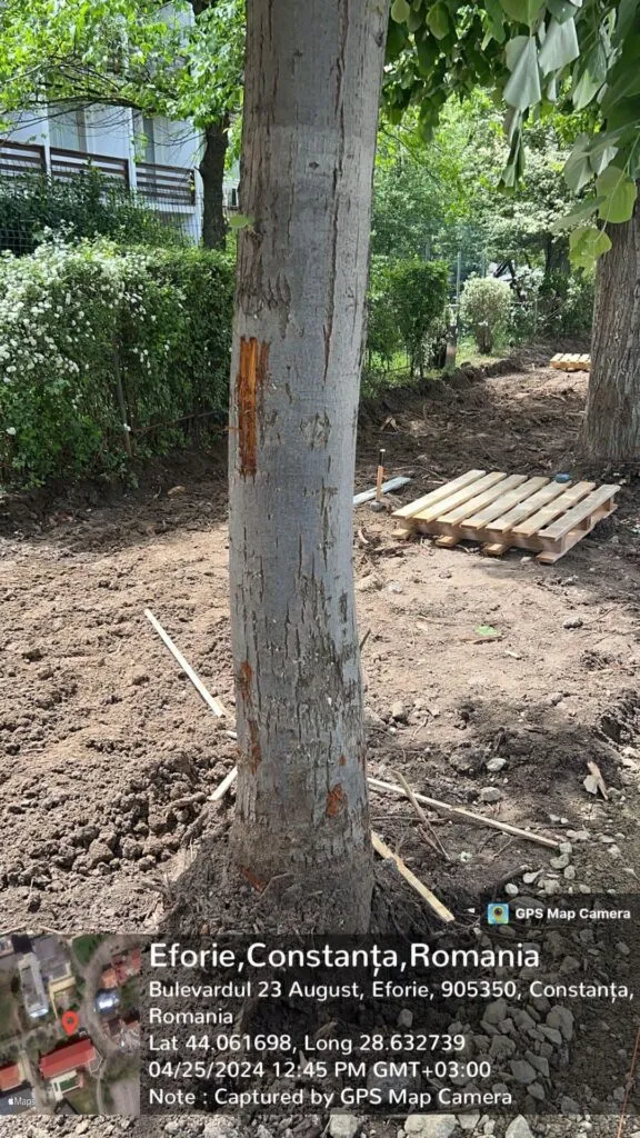Dorel lovește și la Eforie. Borduri montate, trunchiuri de copac cioplite – foto 4