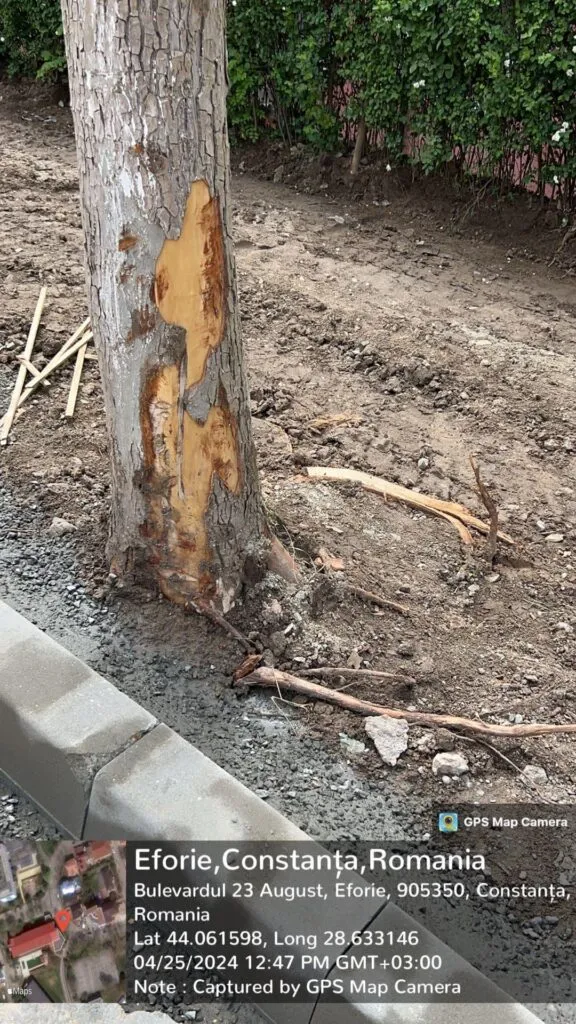 Dorel lovește și la Eforie. Borduri montate, trunchiuri de copac cioplite – foto 2