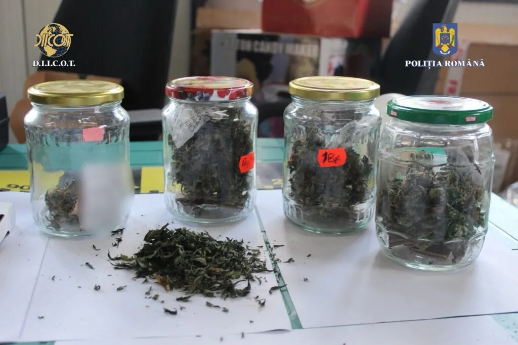 Percheziții la Tulcea. Un bărbat avea două culturi de canabis acasă – foto 2