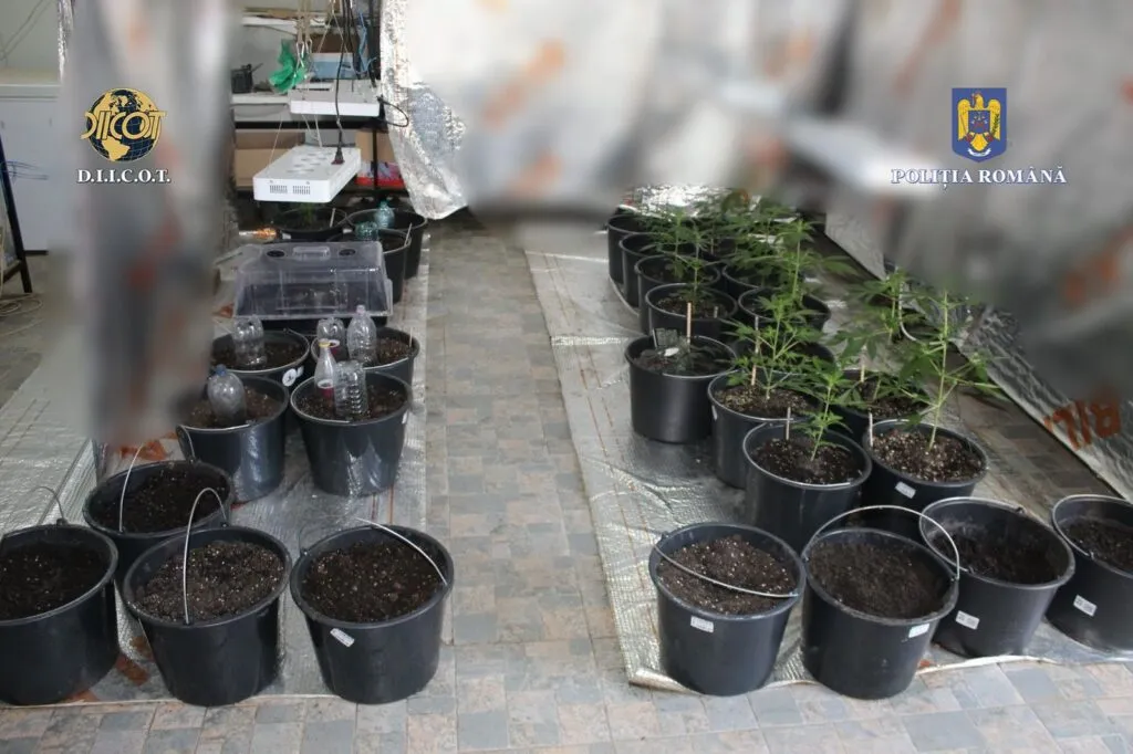 Percheziții la Tulcea. Un bărbat avea două culturi de canabis acasă – foto 5